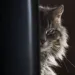 Profile picture for user Кэп-такой-кэп