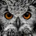 Profile picture for user Наоми Сев