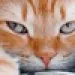 Profile picture for user ЯрославМакушин